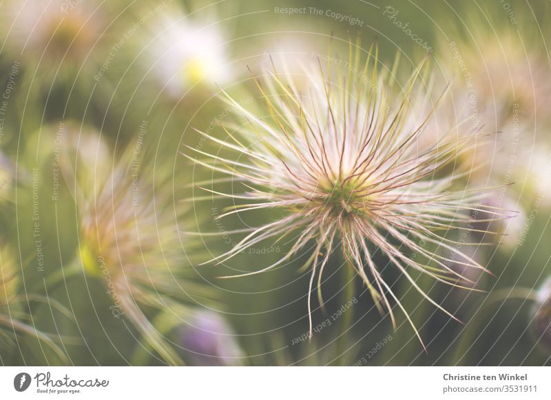 Samenstände verblühter Kuhschellen / Pulsatilla vulgaris Küchenschelle Pasqueblume pulsatilla vulgaris Garten Unschärfe Pflanze Natur schön Frühlingsblume