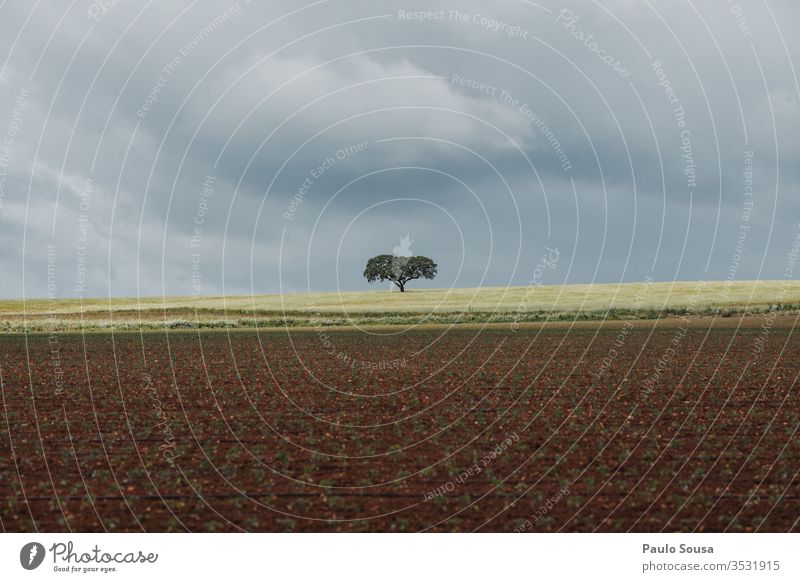 Alentejo Portugal Landschaft Baum Wolken Himmel Umwelt Natur Sommer Schönes Wetter Farbfoto Außenaufnahme Menschenleer Tag Korkeiche Eiche grün Pflanze ruhig