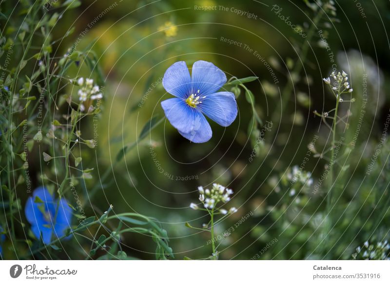 Flachs und Hirtentäschel blühen Flora Pflanze Blütenblätter Leinen Leinenblüte Natur Garten Frühling Blume frisch Botanik Hirtentäschelkraut natürlich Blütezeit