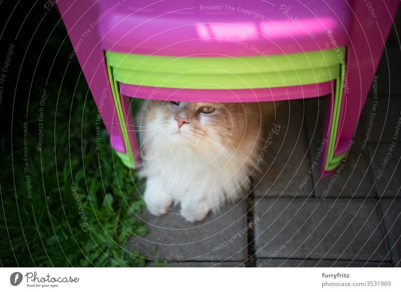 neugierige Maine Coon Katze, die auf dem Boden unter einigen bunten Kinderstühlen liegt und nach oben schaut Rassekatze Haustiere Langhaarige Katze weiß