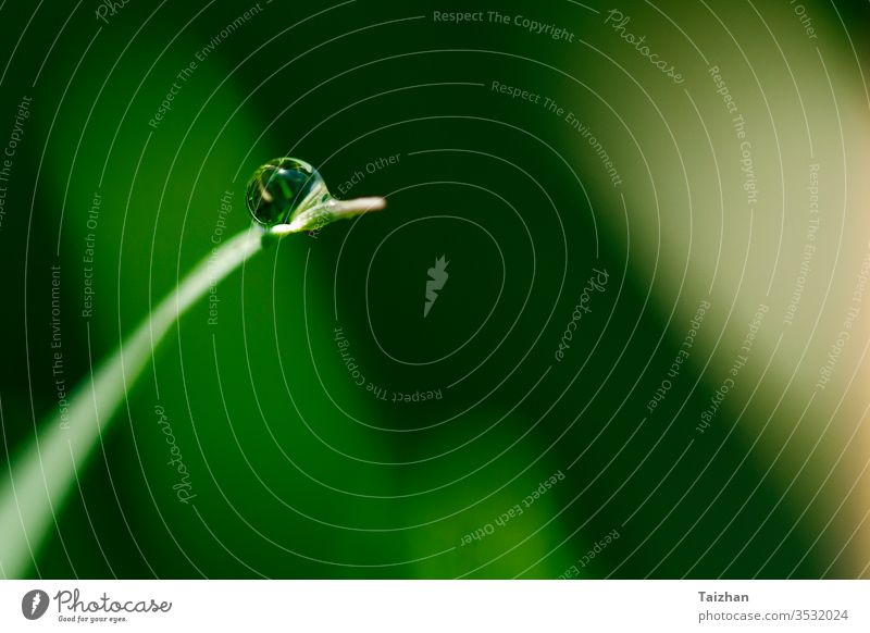 Tautropfen-Makroaufnahme . Grün getönt . Naturreinheit-Konzept Tropfen Wiese Weide Feld Flora Gras grün Blatt Morgen Wasser Nahaufnahme Pflanze Frühling Angebot