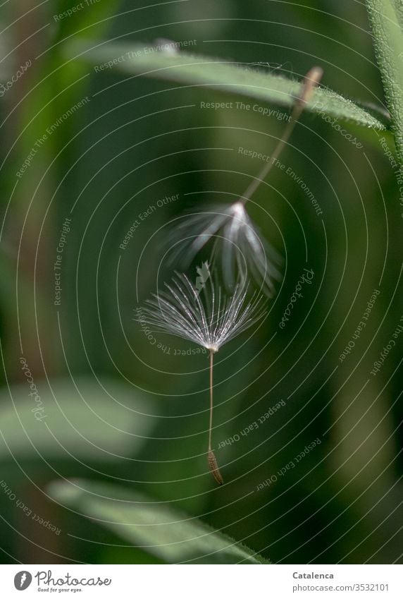 Festhalten Löwenzahn Samen Taraxacum officinale Pusteblume Pflanze Flora Blatt Garten Sommer Grün Silber Natur Nahaufnahme Wiese leicht verblühen