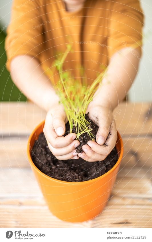 Kleines Kind, das eine Linsenpflanze auf einem Topf pflanzt landwirtschaftlich Ackerbau Pflege Kaukasier Kindheit Einsperrung kultivieren kultiviert