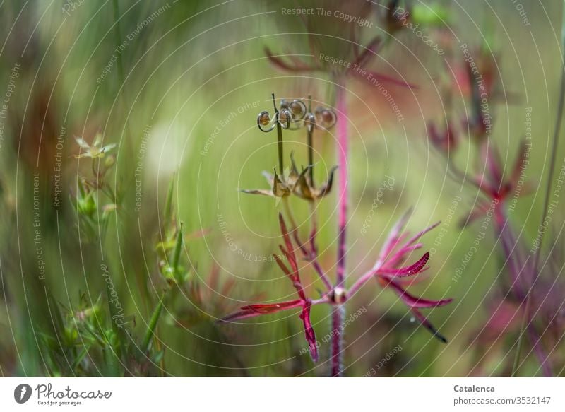 Die Fruchtstände des Wiesenstorchschnabels Pflanze Fruchtstand Samen Unkraut Blätter Natur Sommer Grün Rot Umwelt Wachstum Heilpflanzen Blüte