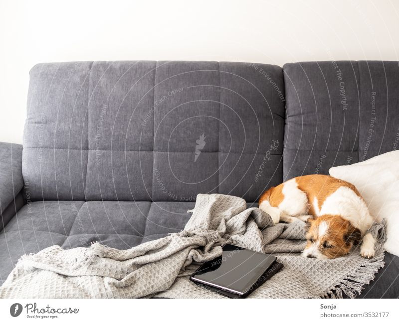 Kleiner Terrier Hund schläft auf einer grauen Couch neben einem Tablet auf einer Wolldecke Liege schlafen Soziale Distanz zu Hause bleiben gemütlich Hygge