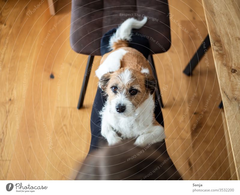 Kleiner Terrier Hund liegt auf den Beinen einer Frau mit Blick in die Kamera klein bequem liegen Hygge Soziale Distanz zu Hause bleiben Mischlingshud Stufe