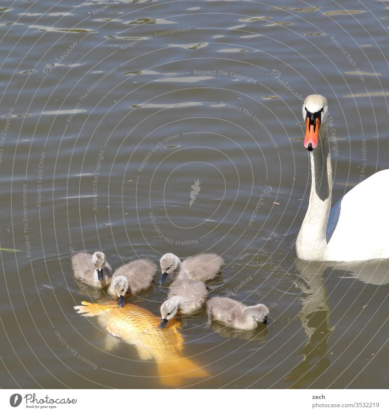 Schwan und Schwanenjunge fressen einen Koikarpfen Küken Tier Fisch Karpfen Wasser Teich See Schwanenküken Schwanenjunges Familie & Verwandtschaft Mutter Vater