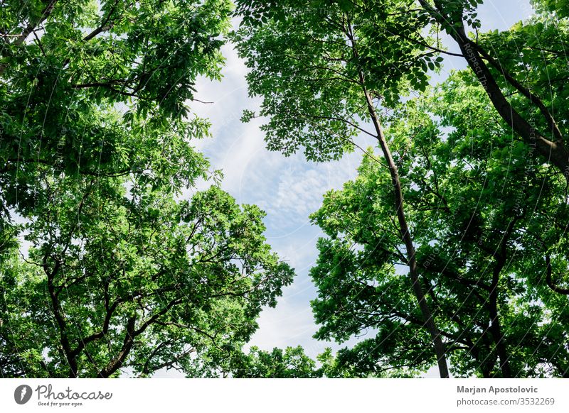 Üppig grüne Blätter im tiefen Wald im Frühling abstrakt Hintergrund schön Schönheit Buchsbaum botanisch Botanik Ast hell Farbe Erhaltung Tag Design Öko Ökologie