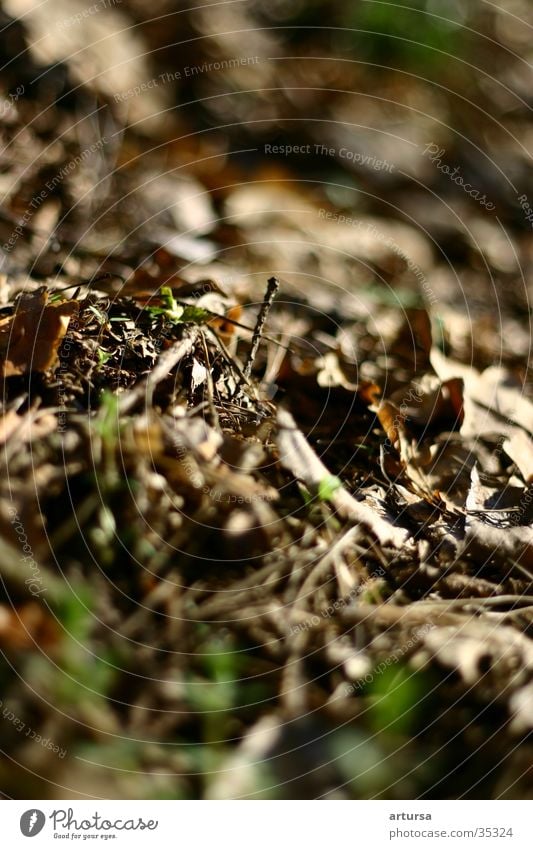 In the forest 6 Stichworte??? Grass Blatt und?