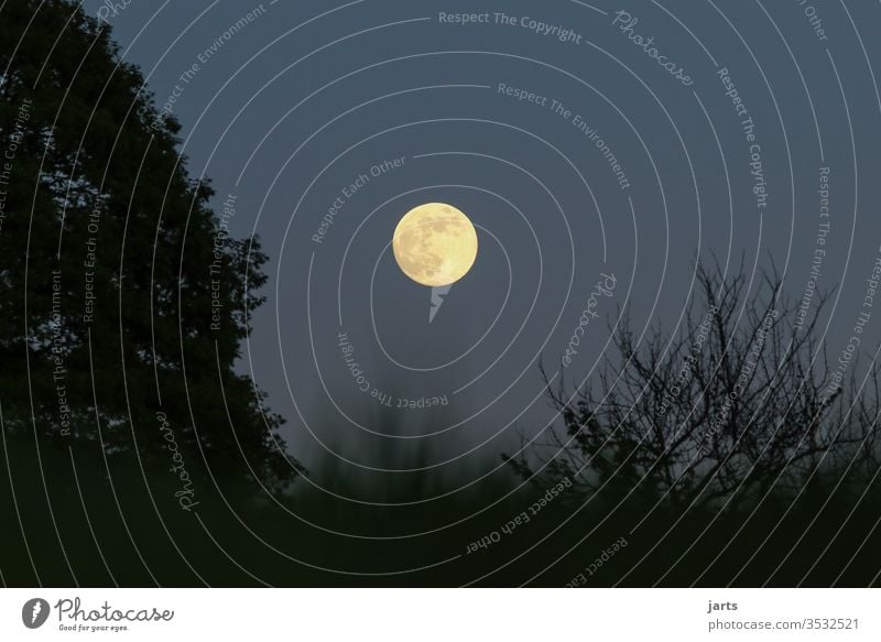 Vollmond Nacht Himmel Mond dunkel Langzeitbelichtung Baum Natur Mondschein Farbfoto Lichterscheinung Schatten Silhouette Außenaufnahme Menschenleer blau