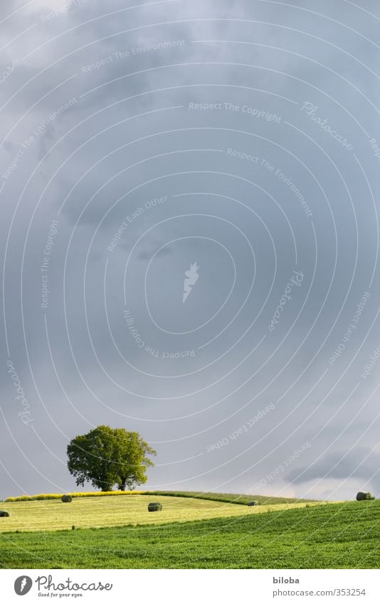 Erntezeit Natur Landschaft Pflanze Himmel Wolken Sommer Klima Unwetter Baum Gras Feld Hügel gelb grau grün Heuernte Landwirtschaft Heuballen Farbfoto