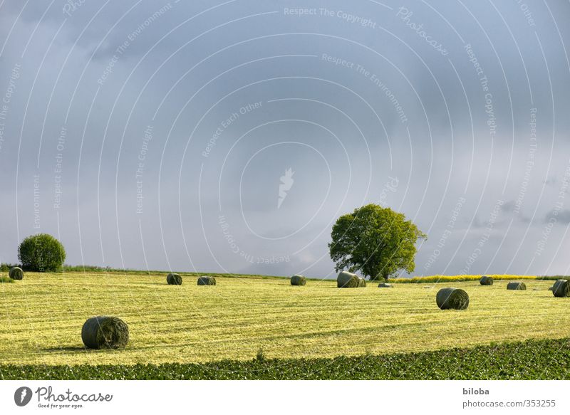 Schwarzenburgerland Umwelt Natur Landschaft Pflanze Tier Wolken Sommer Herbst Baum Feld Stimmung Landwirtschaft Heuballen Gewitter Farbfoto Außenaufnahme