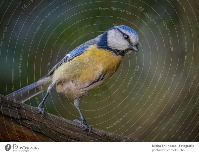 Neugierige Blaumeise Cyanistes caeruleus Meisen Kopf Auge Schnabel Tiergesicht Flügel Krallen Feder gefiedert beobachten Vogel Wildtier Baumstamm Sonnenlicht