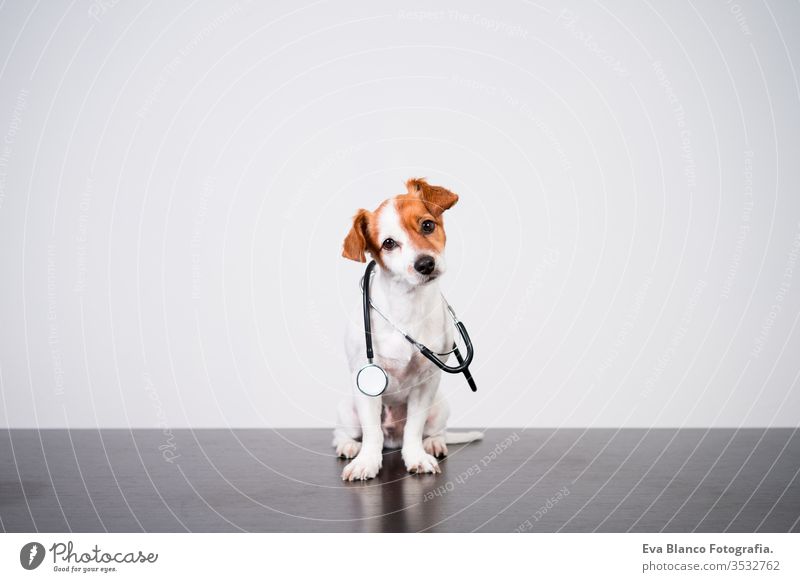 süßer Jack-Russell-Hund in der Tierklinik. Hält ein Stethoskop in der Hand. Veterinärmedizinisches Konzept jack russell Haustier Klinik Verletzung