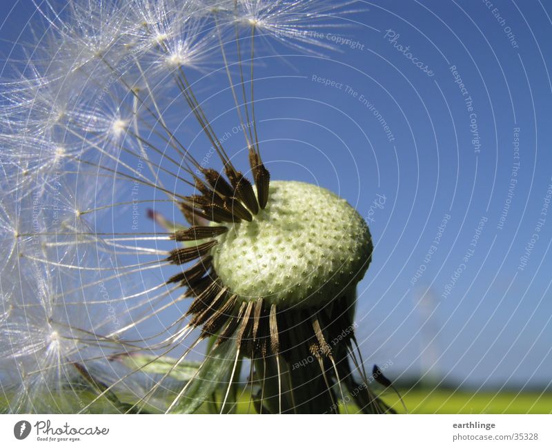 Pusteblume Löwenzahn Mai grün Nahaufnahme unvollendet Frühling Pflanze blau Makroaufnahme Samen Stempel Sonne