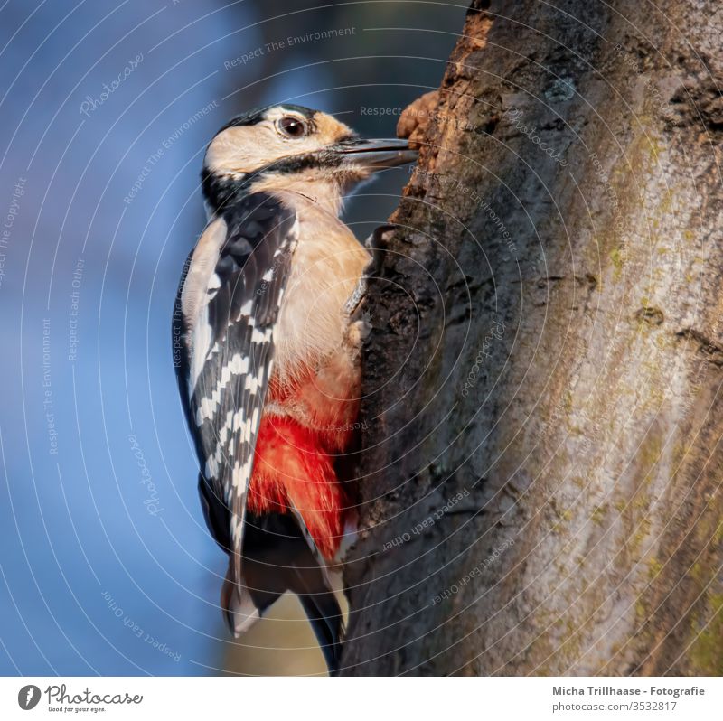 Buntspecht hämmert am Baumstamm Dendrocopos major Specht Kopf Schnabel Auge Tiergesicht Flügel Krallen Vogel Wildtier Feder gefiedert Zweige u. Äste Himmel