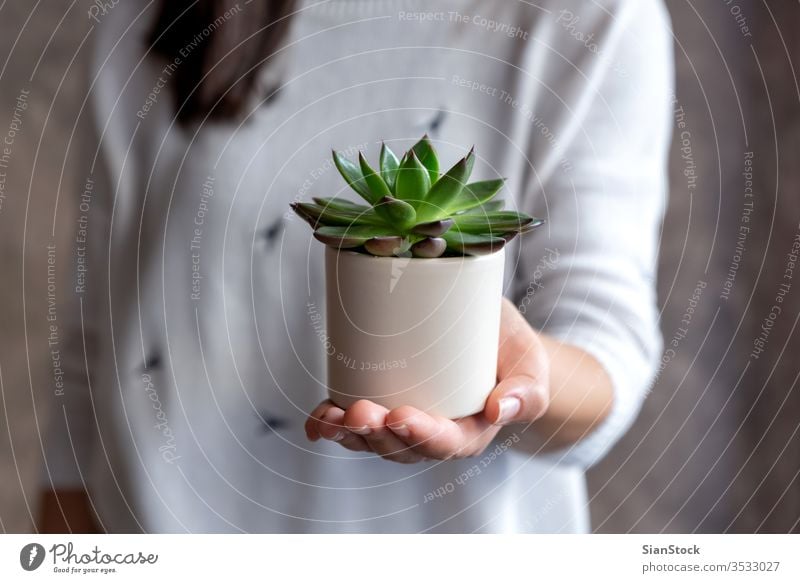 Frau hält sukkulente Pflanze Topf Blume Beteiligung Halt Hände Blumenhändler Geschenk geblümt weiß im Innenbereich Sukkulente. Hintergrund zeigen Person