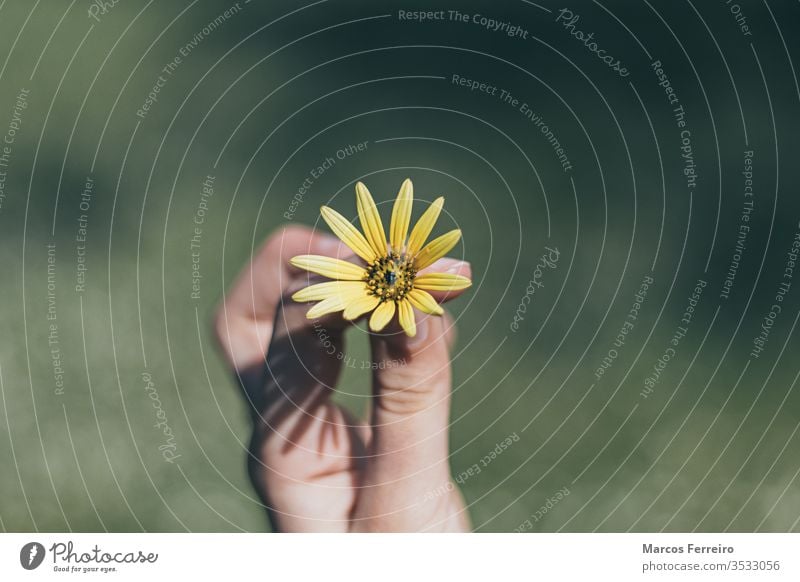 gelbe Blume in der Hand defokussierter Hintergrund, Frühlingsanfang schön Schönheit Überstrahlung Blüte Unschärfe verschwommen Feier Nahaufnahme Farbe Tag Feld