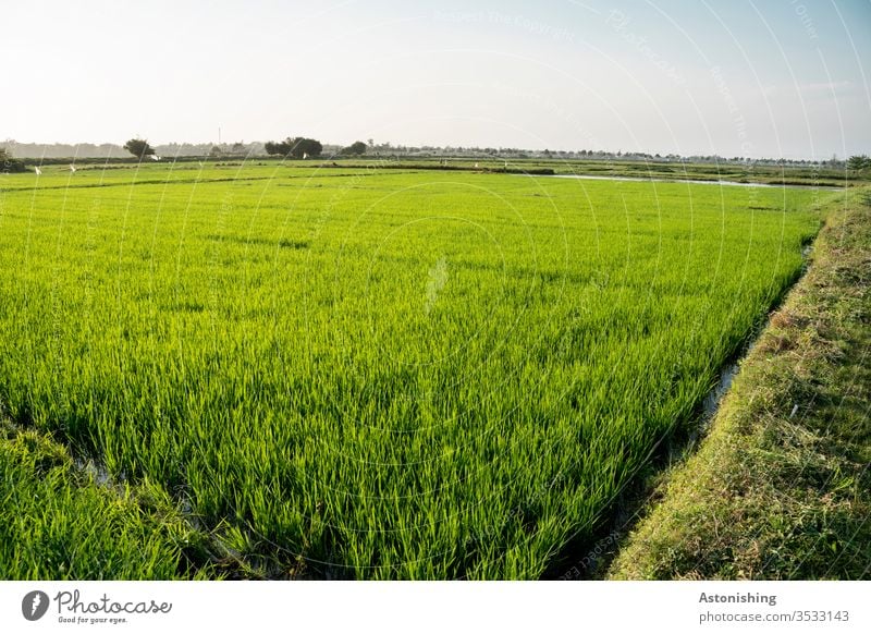 Reisfeld bei Hoi An, Vietnam Asien grün Landwirtschaft Reisbauer Natur Landschaft Außenaufnahme Feld Farbfoto Umwelt Ackerbau Menschenleer Tag Pflanze