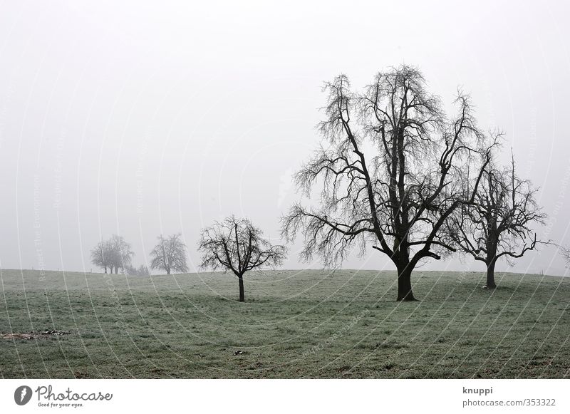 creepy trees Umwelt Natur Landschaft Pflanze Luft Sonnenlicht Winter Klima Wetter schlechtes Wetter Nebel Schnee Baum Gras Wildpflanze Feld Wald alt bedrohlich