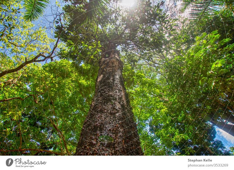 Frischer, grüner Wald aus der unteren Perspektive, während die Sonne scheint. Baum Sommer tiefstehend nach oben Hintergrund Natur Blatt Frühling Ast Kofferraum