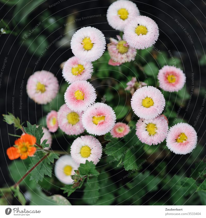 Eine Gruppe rosa Gänseblümchen in Draufsicht gelb grün Frühling Blume Natur Garten Pflanze blühen zusammen gemeinsam Gemeinschaft