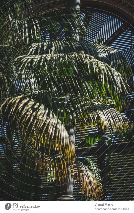 Grüne Blätter von tropischen Pflanzen, die in einem Lattenhaus wachsen Natur natürlich Blatt Park Garten botanisch Botanik grün Flora Vegetation Laubwerk