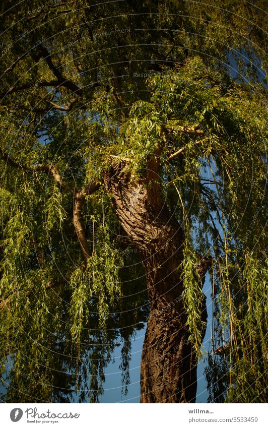 wenn die weiden trauer tragen Weide Trauerweide Baum knorrig alt grün