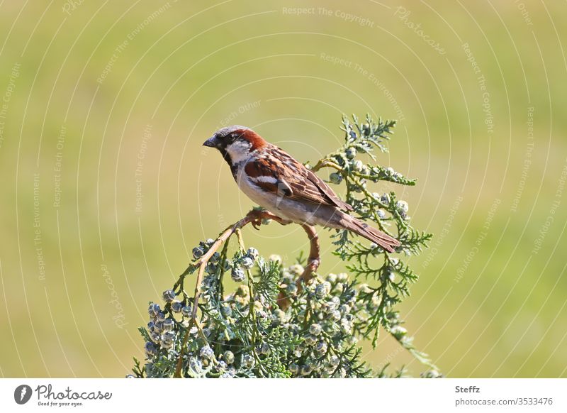 Ein kleiner Spatz sitzt auf einem Zweig und beobachtet die Umgebung Hausspatz Haussperling Vogel heimischer Vogel Singvogel Wildvogel achtsam niedlich