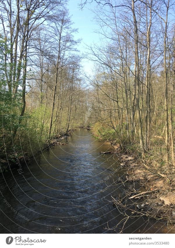 Alles fliesst. Fluss Bach bachlauf Natur Naturschutzgebiet Naturliebe Naturerlebnis Baum Sträucher geradeaus Frühling kalt Farbfoto Außenaufnahme Menschenleer