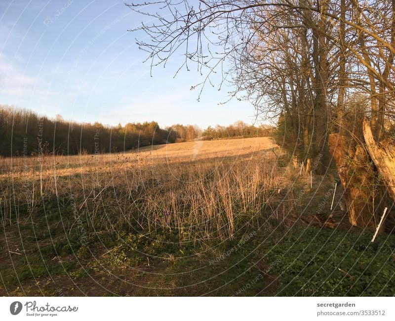 brachliegendes Feld am Waldesrand im Sommer Wiese Sonnenuntergangshimmel Himmel Waldrand Gras braun Baum grün Landschaft Außenaufnahme Natur Menschenleer Umwelt