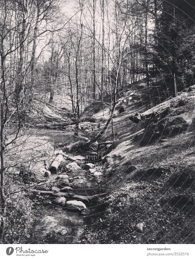 Öko! Wald Waldlichtung Waldboden Waldspaziergang Waldstimmung Waldsterben Natur Außenaufnahme Menschenleer Baum Umwelt Baumstamm Tag Pflanze Waldrand Herbst