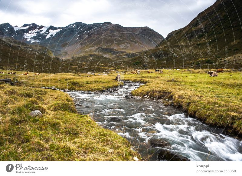 Gletscherlein Umwelt Natur Landschaft Pflanze Luft Wasser Himmel Wolken Sonne Sonnenlicht Sommer Klimawandel Schnee Gras Wildpflanze Hügel Felsen Alpen