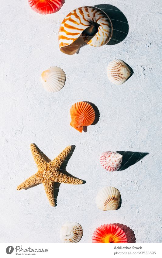 Muscheln und Seesterne auf Gipsoberfläche Sommer Zusammensetzung farbenfroh getrocknet Stuck Oberfläche hell Souvenir MEER Meer Dekoration & Verzierung Sammlung