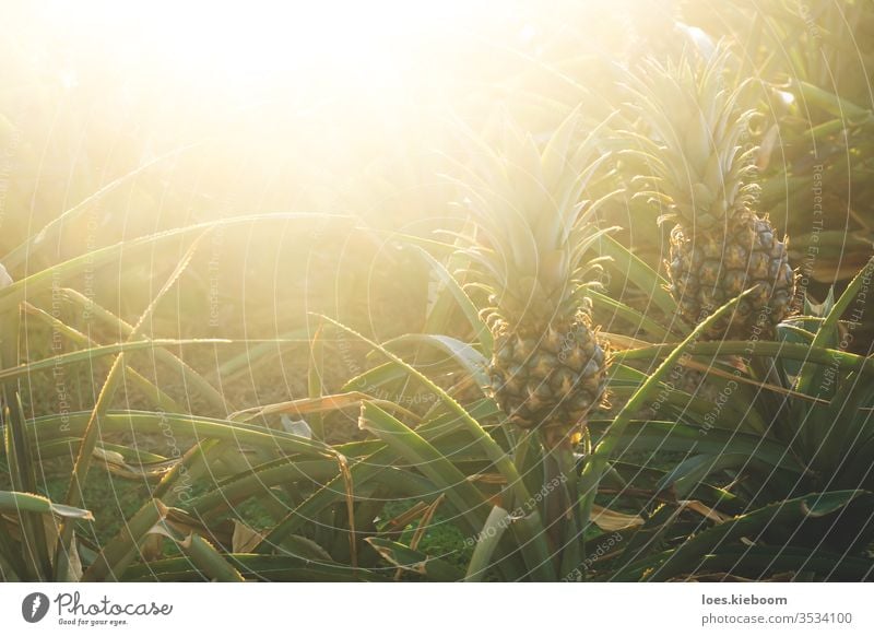 Ananas auf einer Plantage mit orangefarbenem Hintergrundlicht, El Hierro, Kanarische Inseln, Spanien Ackerbau tropisch Pflanze Hintergrundbeleuchtung Natur