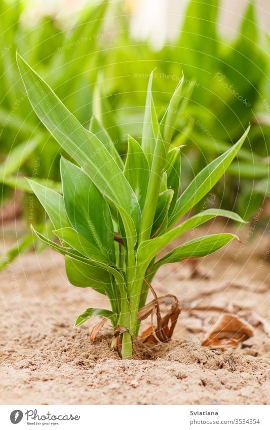 Exotische Pflanze im Freien an einem sonnigen Tag, Nahaufnahme Makro Muster grün Blatt natürlich exotisch Frühling Sommer Grün Blütezeit blühende Bäume Botanik