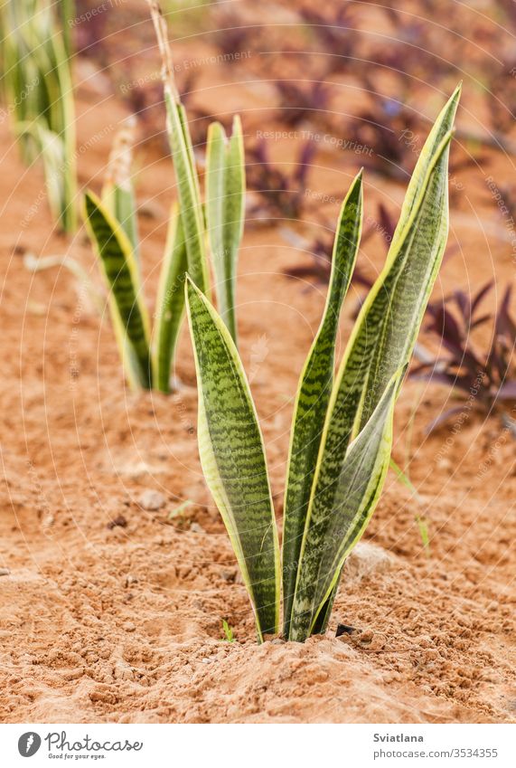 Exotische Pflanze im Freien an einem sonnigen Tag, Nahaufnahme Makro Muster grün Blatt natürlich exotisch Frühling Sommer Grün Blütezeit blühende Bäume Botanik