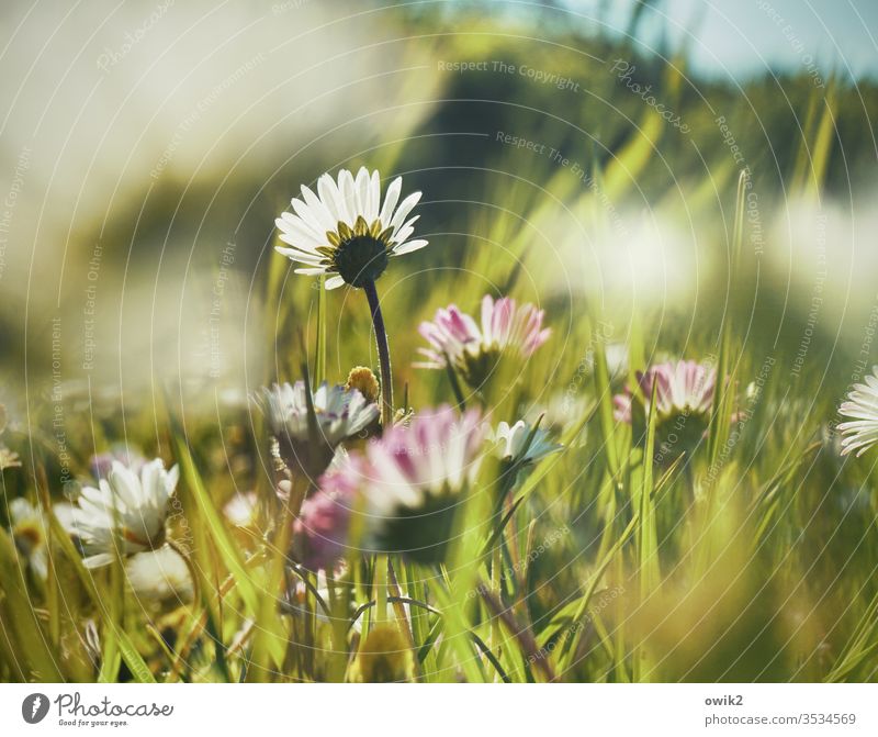 Kleine Margerite Gänseblümchen Wiese verschwommen klein nah unten Idylle blühen Blume Blüte Gras Grashalme Frühling grün Natur Pflanze Nahaufnahme weiß Garten