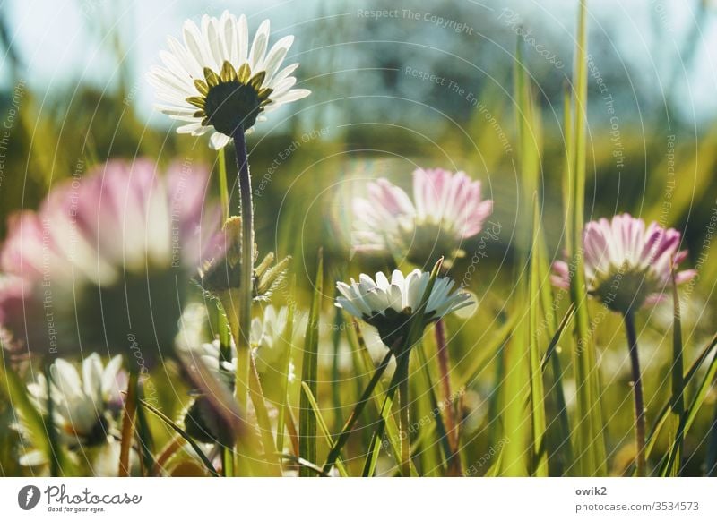 Monatsröserl Gänseblümchen Wiese Blumenwiese Blüten Idylle Halme Blümchen Frühling Gras grün Natur weiß Nahaufnahme Pflanze Farbfoto