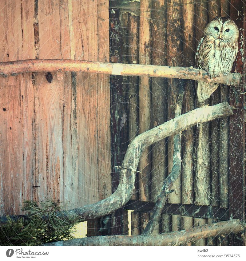 Aufpasser Uhu Tiergehege sitzen aufpassen still diskret Wachsamkeit Außenaufnahme Farbfoto Eulenvögel 1 Blick Tag Wildtier Vogel beobachten aufmerksam Grünstich