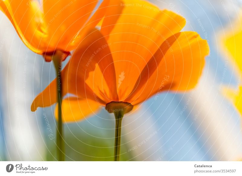 Ein Montag in orangener Stimmung Mohnblüte Blume Pflanze Blüte Blühend verblühend Frühling Garten Wiese Natur Wachstum Umwelt Orange Grün Blau