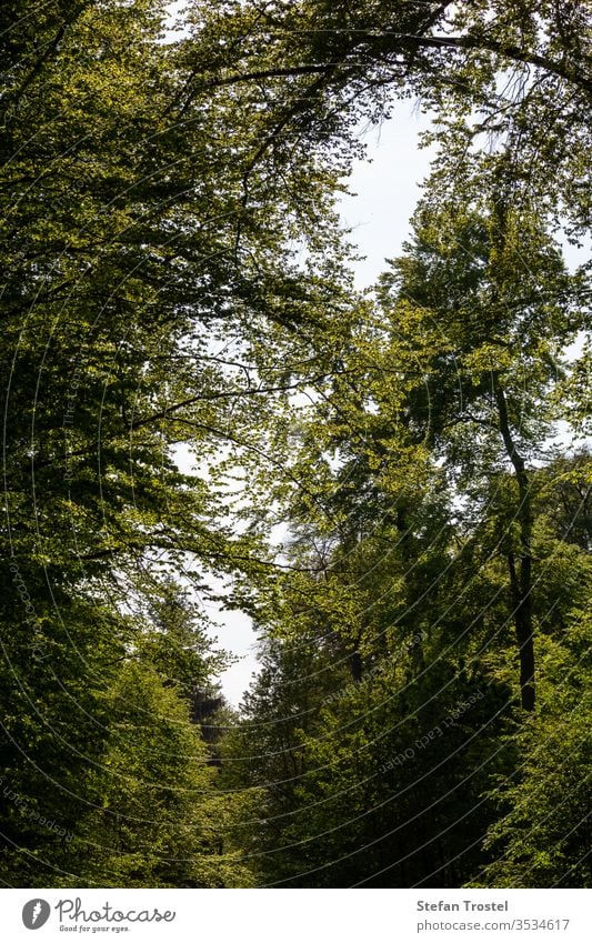 Blick in die Baumwipfel mit den Laubbäumen, die ein schönes Blatt haben Herbst natürlich Laubwerk Kiefer Natur Morgendämmerung Ökologie fallen Pflanze Straße