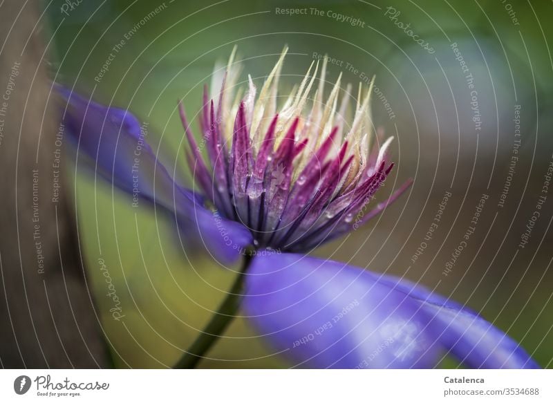 Die Blüte einer blauen Clematis  im Regen Flora Pflanze Kletterpflanze Blühend Blütenblatt Wassertropfen Regentropfen Schlechtes Wetter Blume nass