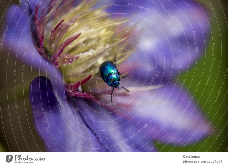 Der himmelblaue Blattkäfer krabbelt in der mit Wassertröpchen verzierten Clematisblüte . verblühend Makroaufnahme Schwache Tiefenschärfe Detailaufnahme Lila