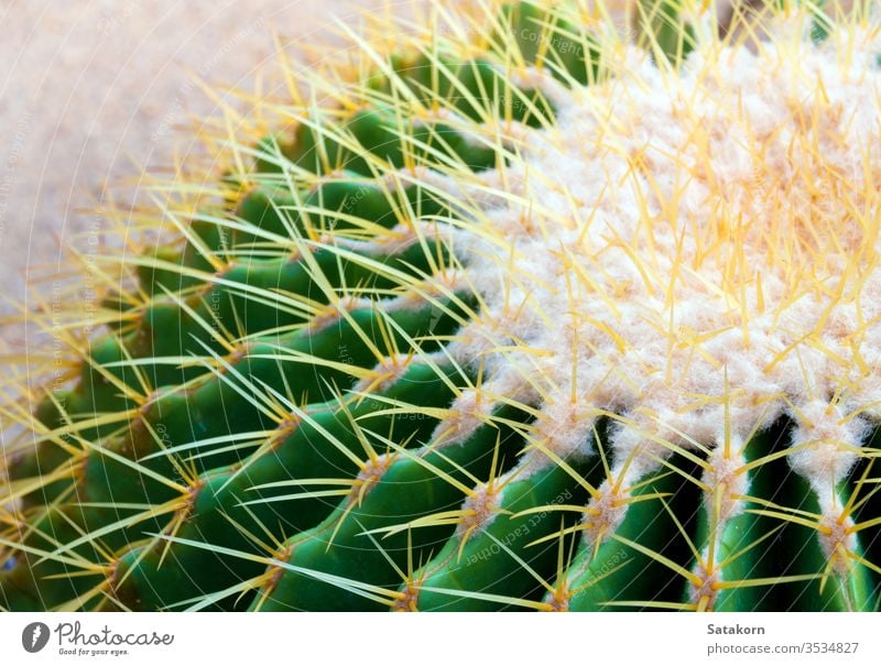 Kaktusart Echinocactus grusonii, Goldbarren-Kaktus Sukkulente Natur grün gelb golden Lauf weiß Pflanze echino schön Dekoration & Verzierung Nahaufnahme frisch