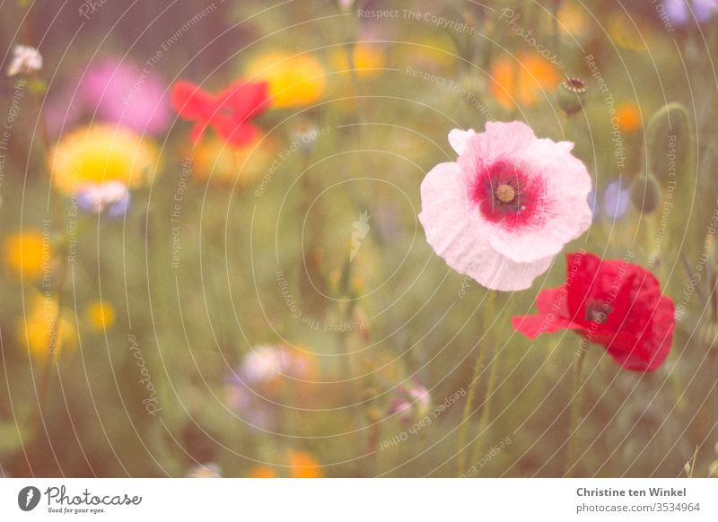 Bunte insektenfreundliche Wildblumenwiese mit Mohnblumen im Vordergrund Blumenwiese Wiesenblumen Insektenfreundlich Umwelt Natur Sommer natürlich grün rot weiß