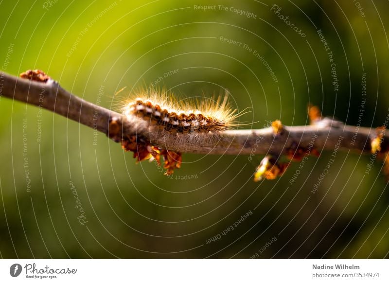 Haarige Raupe auf einem Ast haarig grün Natur Insekt Makroaufnahme schwarz Frühling Garten Nahaufnahme gelb braun klein krabbeln Entwicklung Stadium Behaarung