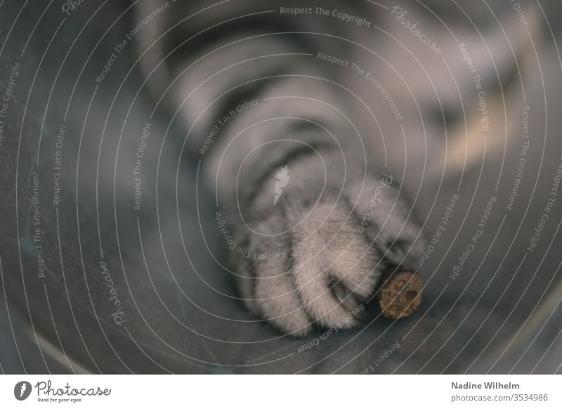 Pfotengriff nach dem Leckerli Britisch Kurzhaar Katze Tier Haustier Farbfoto niedlich Hauskatze Innenaufnahme Künstliches Licht Tierliebe Schwache Tiefenschärfe