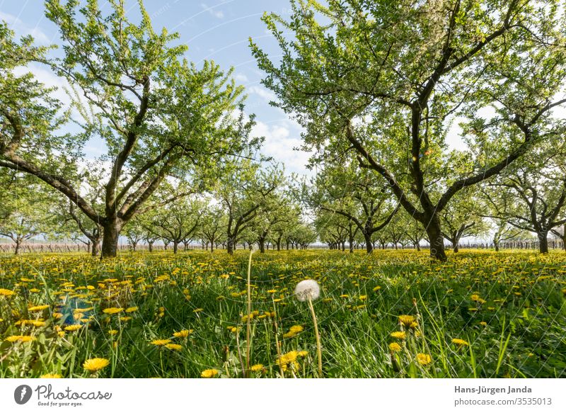 Obstplantage in der untergehenden Sonne mit blühendem Löwenzahn mirabelle apfel löwenzahn sonnenuntergang blumen obst acker baum blätter wiese gras abend anbau