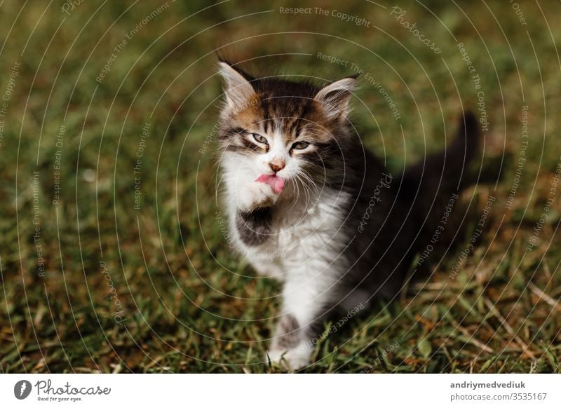 Kleine Kräuselung Kätzchen wäscht sein Gesicht auf dem Rasen im Garten. Frühlingssonne. selektiver Fokus Haustier wenig schön Katzenbaby heimisch niedlich jung